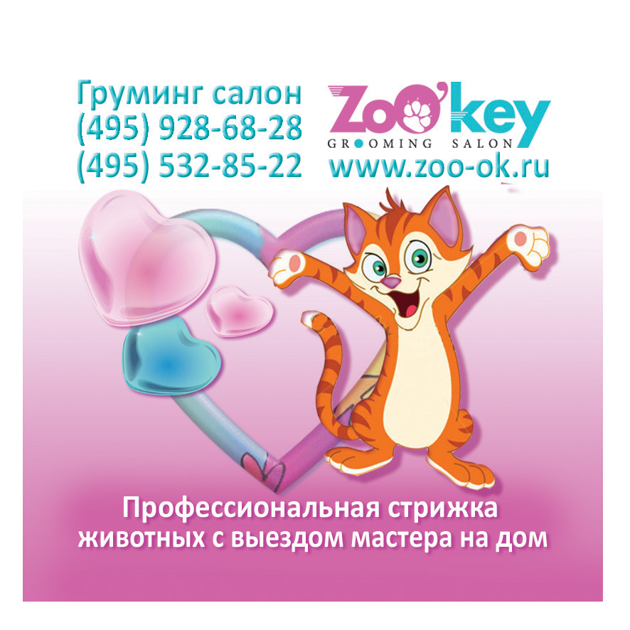 стрижка кота, стрижка кошки, подстричь кошку, стрижка кота лев