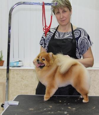 стрижка шпица